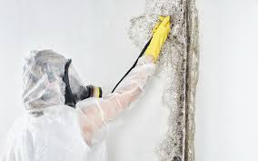 Best Mold Remediation for Healthcare Facilities in USA